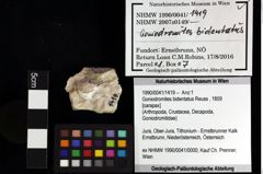 Foto (Objket + Etiketten) von Munitheites kuepperi (Fraaije et al., 2019) 